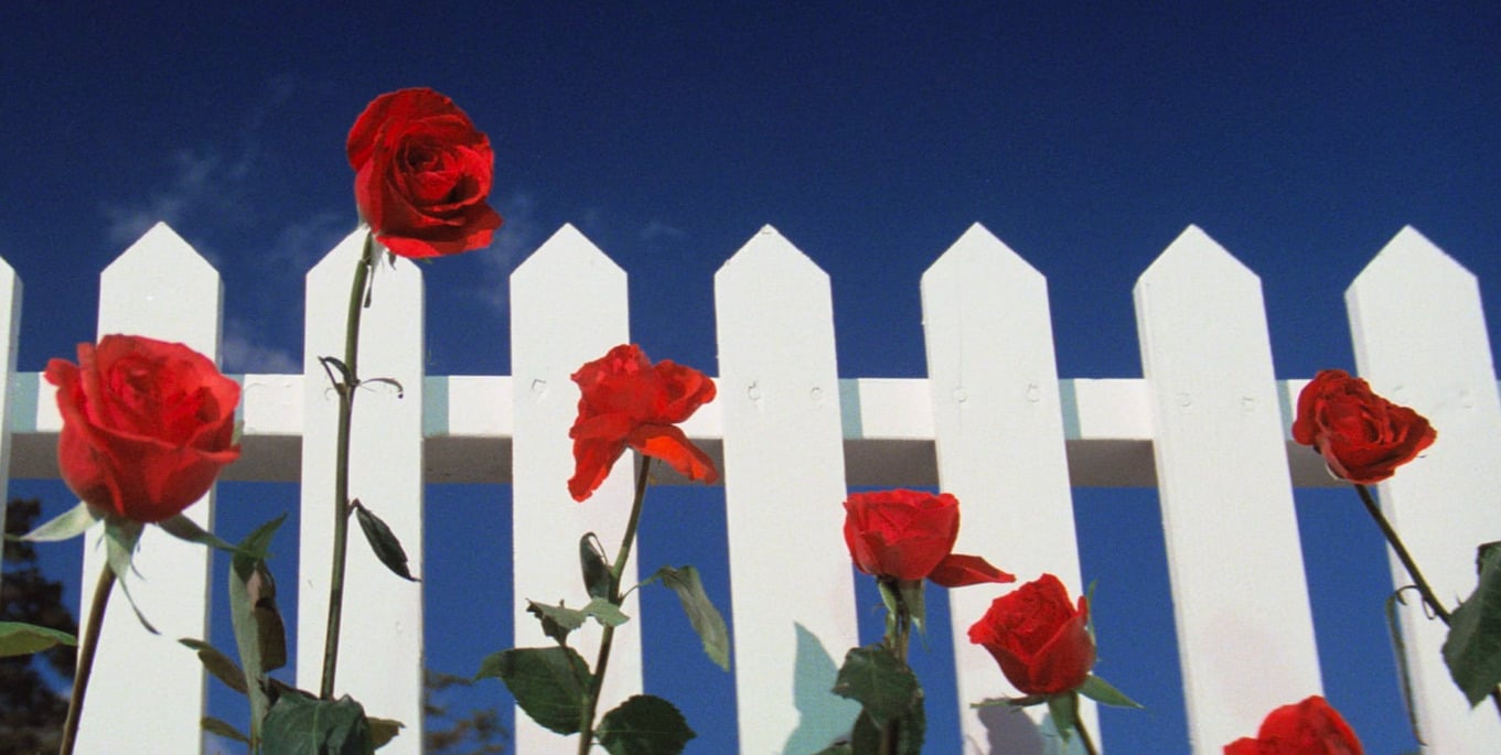 a picket fence with roses